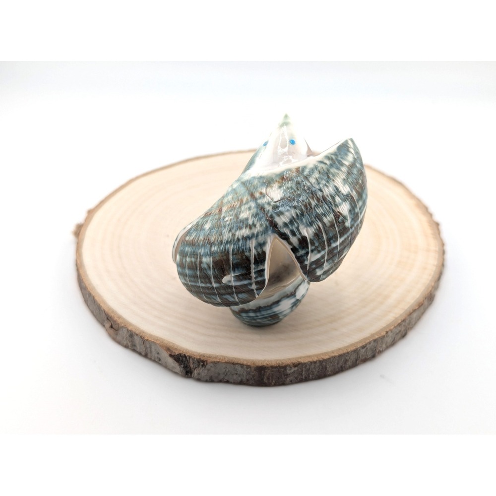 Zuni Animal Fetish - Green Snail‎ Shell Signed Native American Spirit Animal - Picture 3 of 9